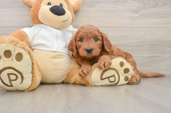 Mini Goldendoodle Puppy for Adoption