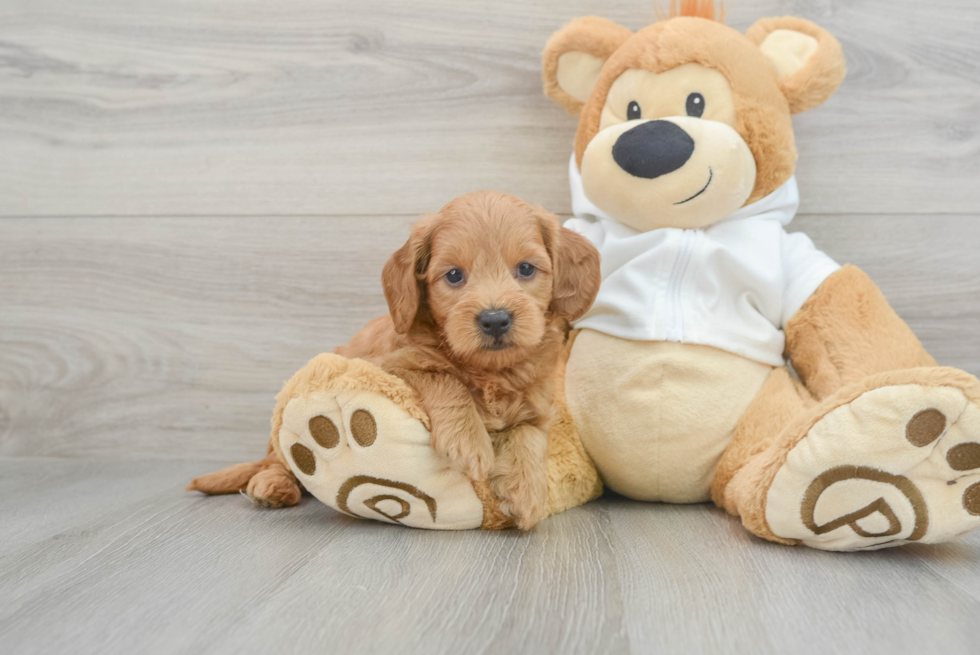 Best Mini Goldendoodle Baby
