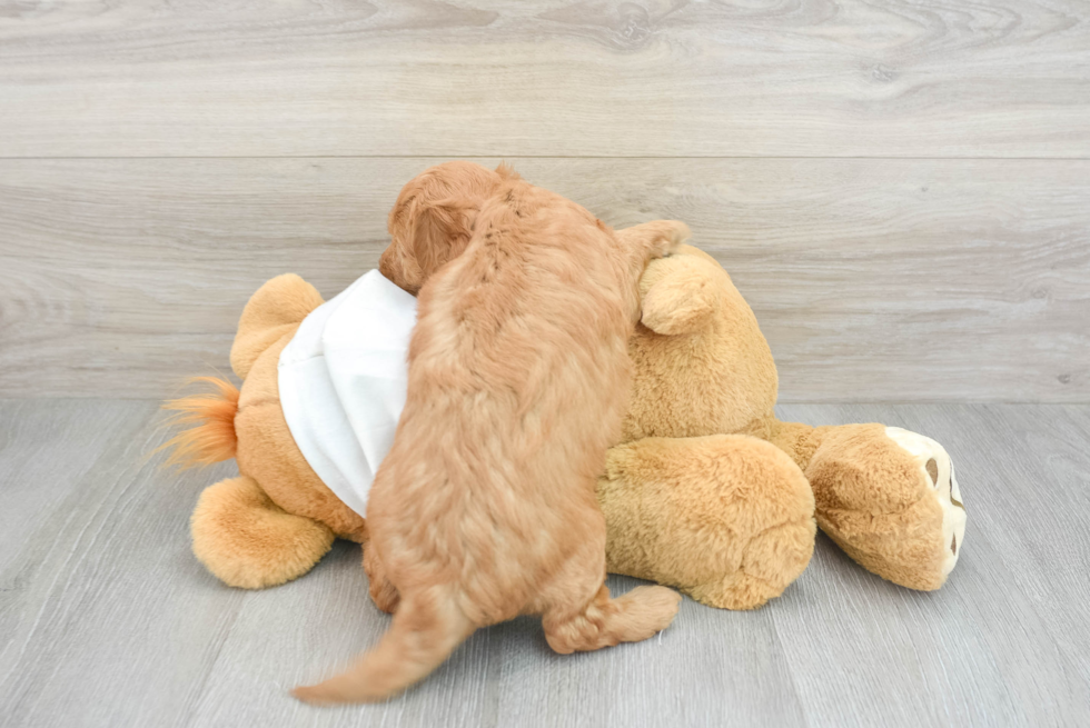 Mini Goldendoodle Puppy for Adoption