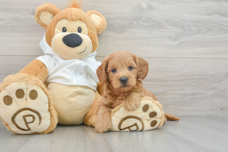 Adorable Golden Retriever Poodle Mix Puppy