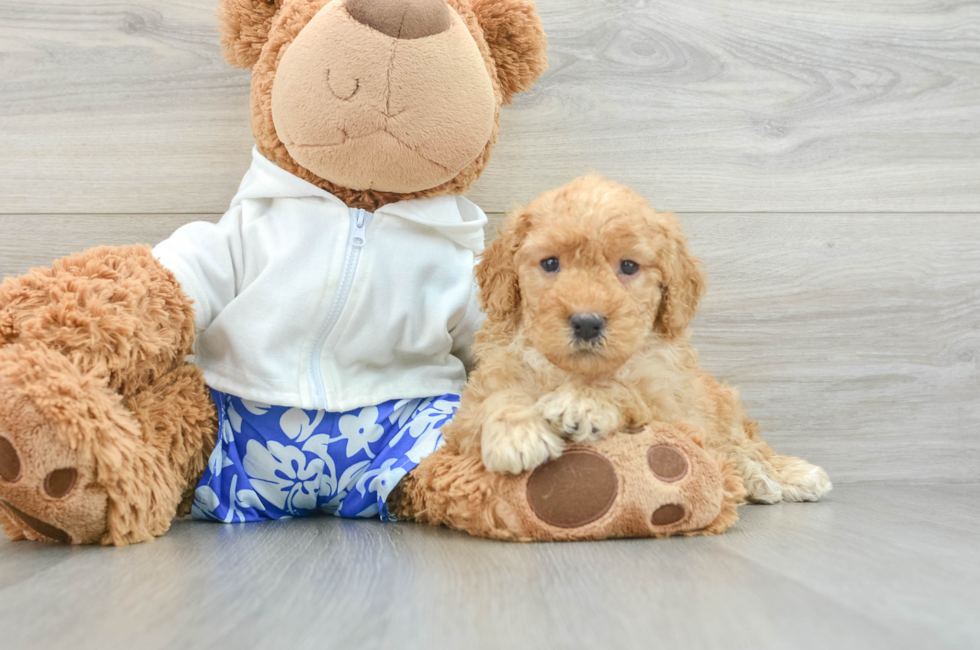 6 week old Mini Goldendoodle Puppy For Sale - Windy City Pups