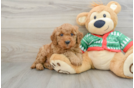 Mini Goldendoodle Puppy for Adoption