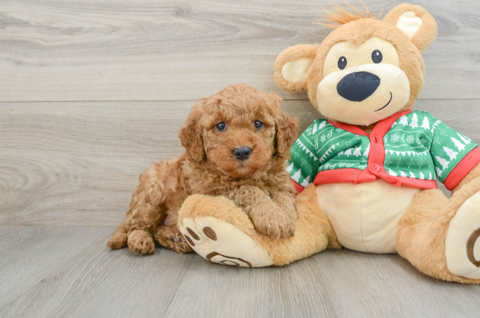 5 week old Mini Goldendoodle Puppy For Sale - Windy City Pups