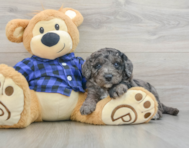 8 week old Mini Goldendoodle Puppy For Sale - Windy City Pups