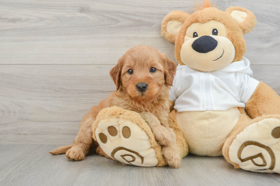 5 week old Mini Goldendoodle Puppy For Sale - Windy City Pups