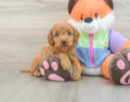 7 week old Mini Goldendoodle Puppy For Sale - Windy City Pups