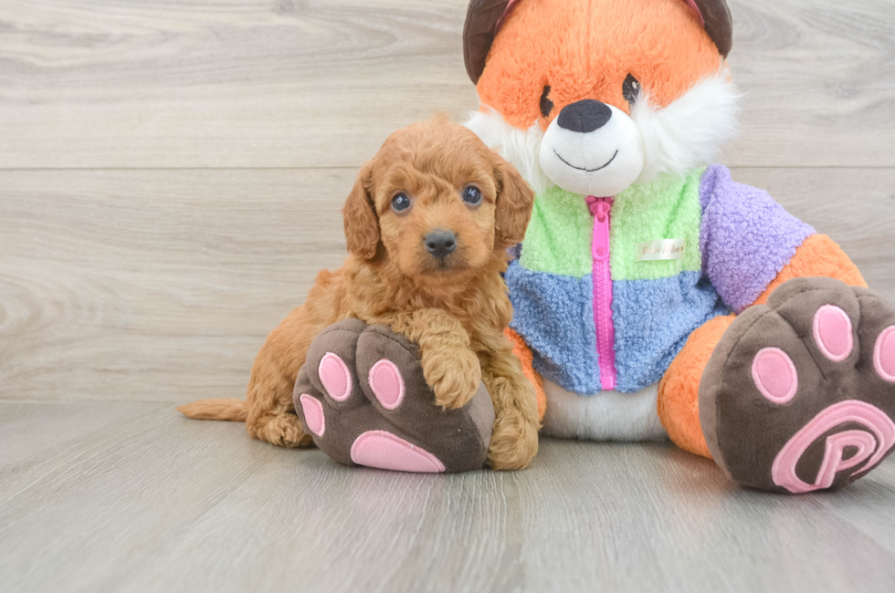 6 week old Mini Goldendoodle Puppy For Sale - Windy City Pups