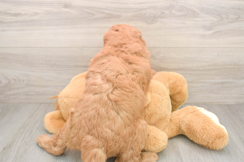 Little Mini Goldenpoo Poodle Mix Puppy