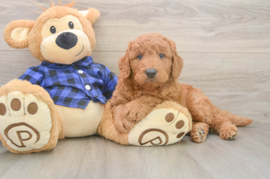 Best Mini Goldendoodle Baby