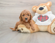 6 week old Mini Goldendoodle Puppy For Sale - Windy City Pups