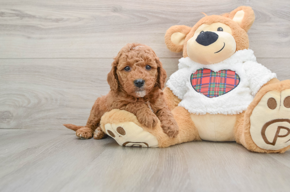 5 week old Mini Goldendoodle Puppy For Sale - Windy City Pups