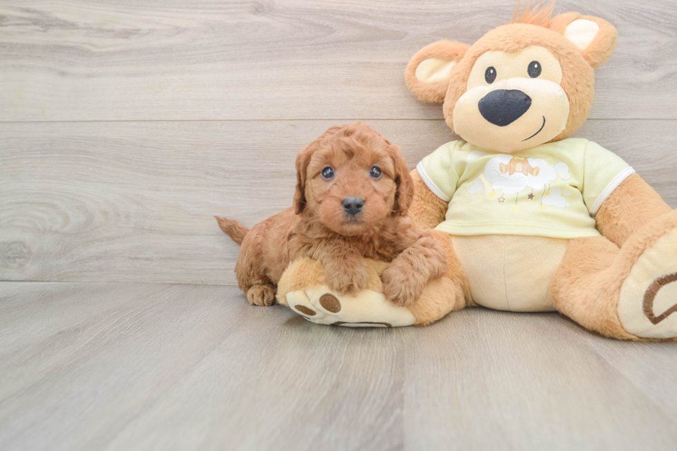 Funny Mini Goldendoodle Poodle Mix Pup