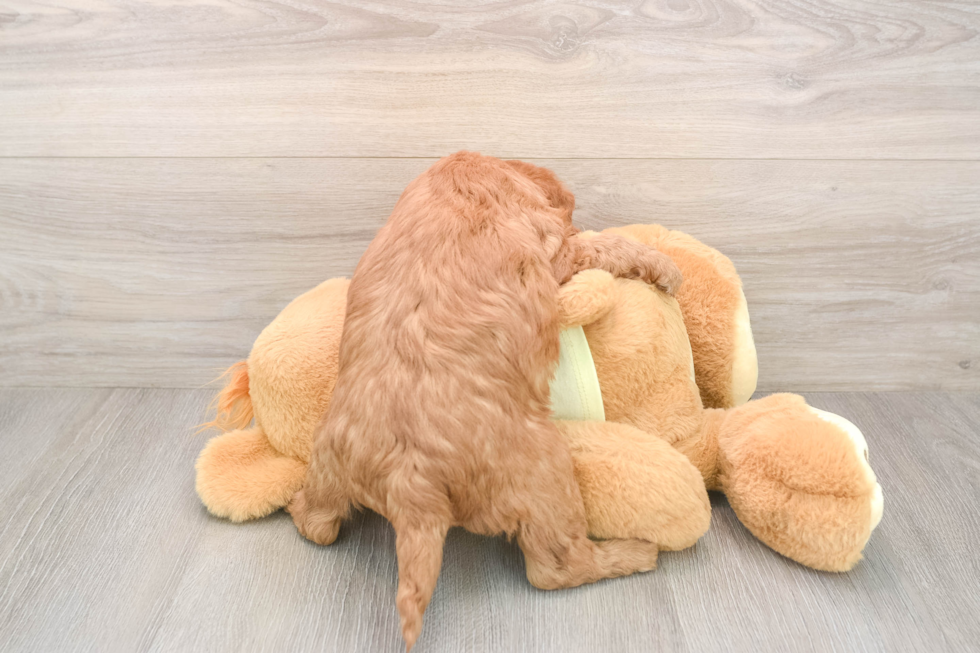 Adorable Golden Retriever Poodle Mix Poodle Mix Puppy