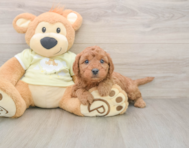 7 week old Mini Goldendoodle Puppy For Sale - Windy City Pups