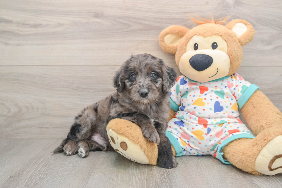 Energetic Golden Doodle Poodle Mix Puppy