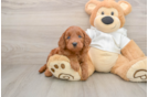Happy Mini Goldendoodle Baby