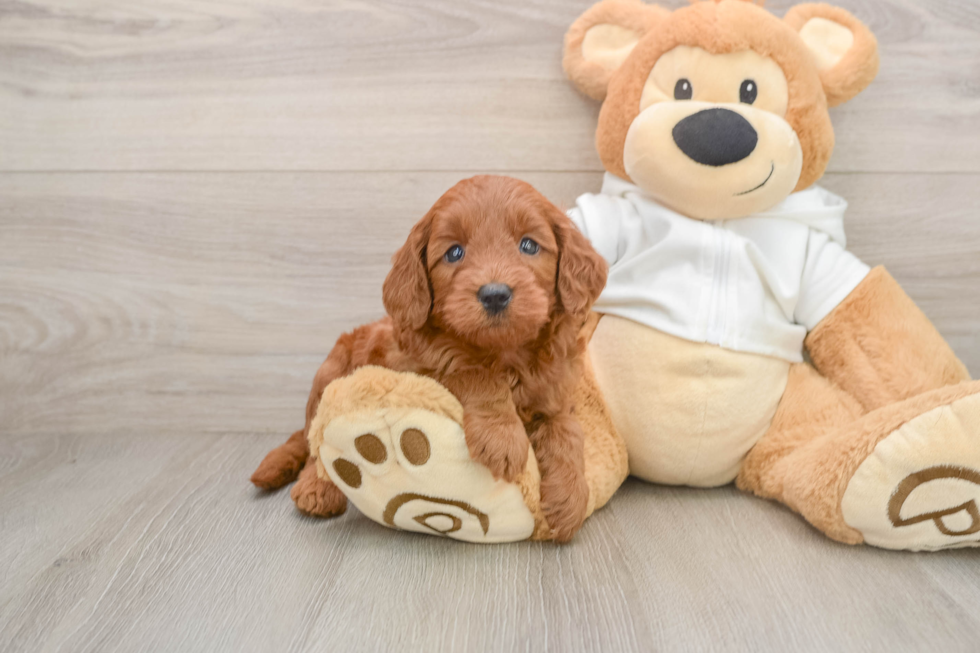 Happy Mini Goldendoodle Baby