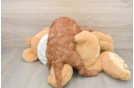 Energetic Golden Doodle Poodle Mix Puppy