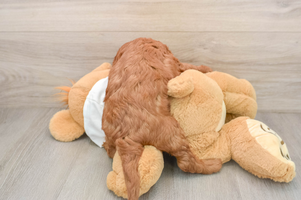 Energetic Golden Doodle Poodle Mix Puppy