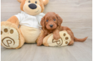 Friendly Mini Goldendoodle Baby