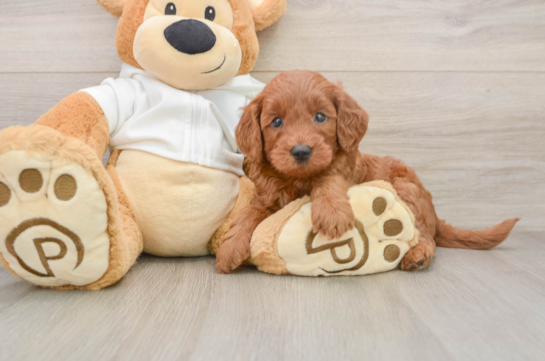 Friendly Mini Goldendoodle Baby