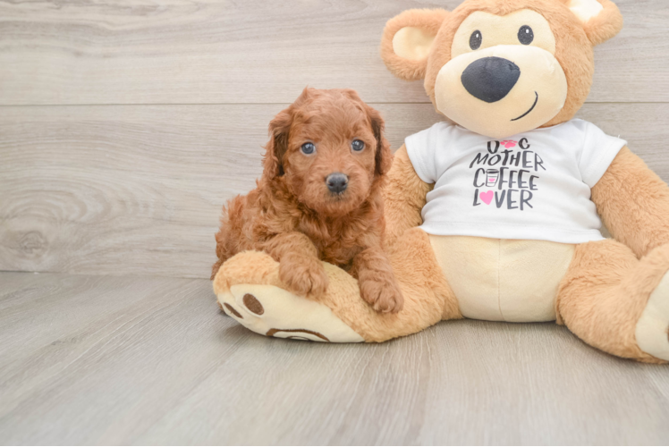 Mini Goldendoodle Puppy for Adoption