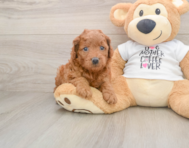 7 week old Mini Goldendoodle Puppy For Sale - Windy City Pups