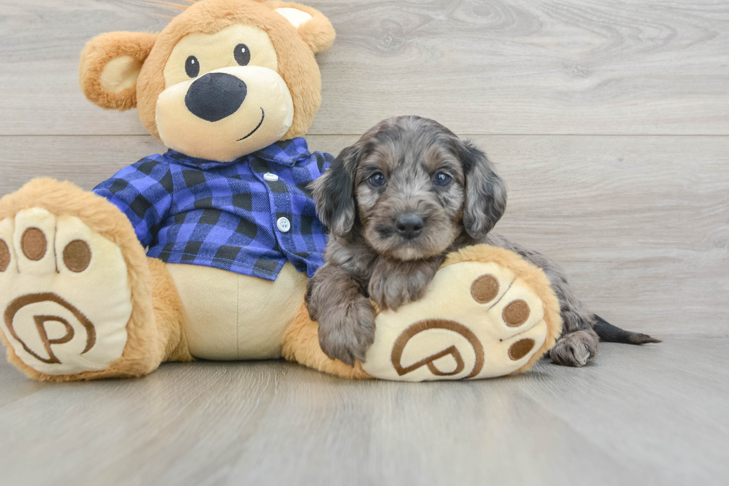 Energetic Golden Doodle Poodle Mix Puppy