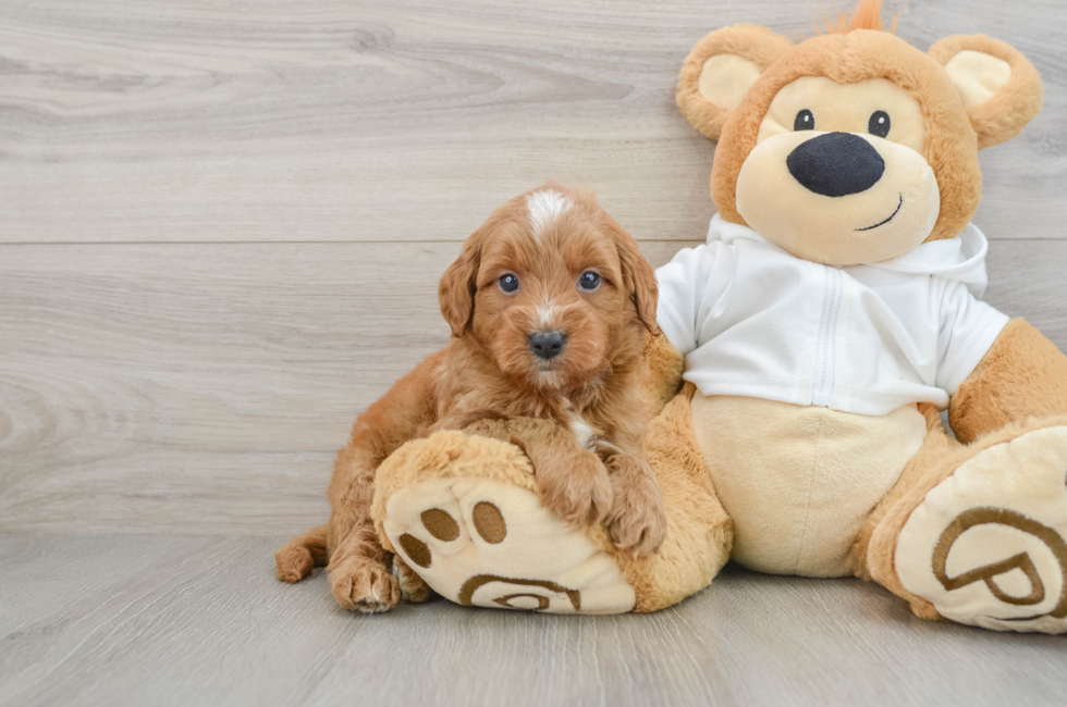 5 week old Mini Goldendoodle Puppy For Sale - Windy City Pups