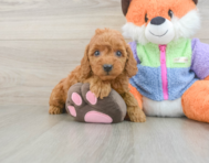 7 week old Mini Goldendoodle Puppy For Sale - Windy City Pups