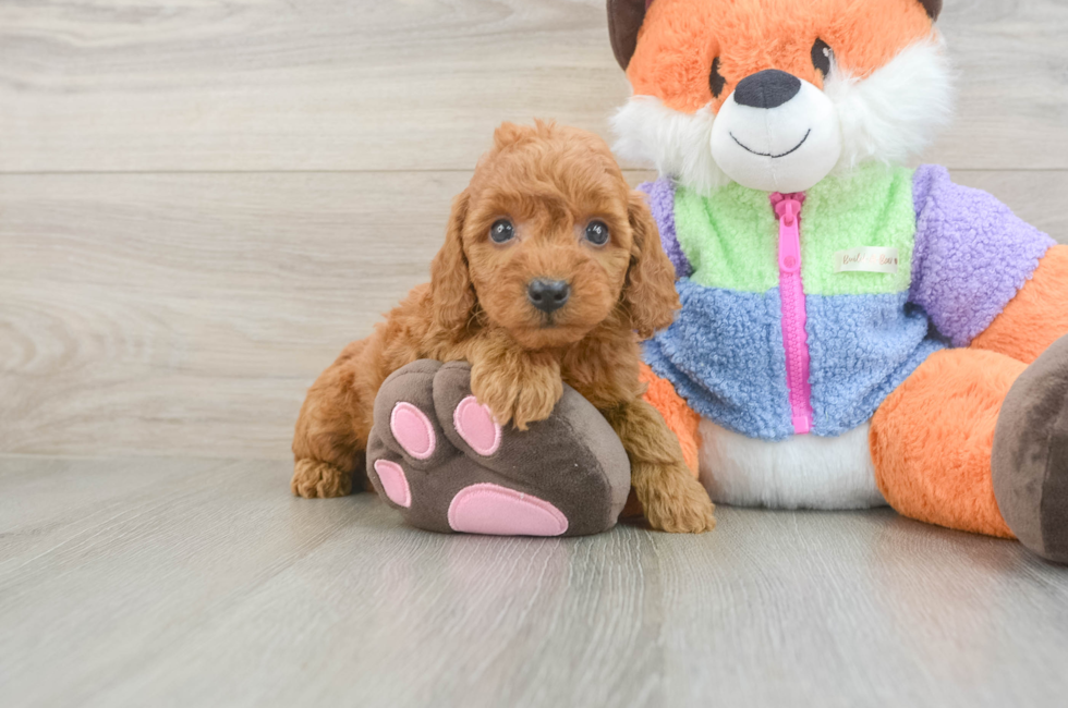 6 week old Mini Goldendoodle Puppy For Sale - Windy City Pups