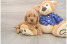 Mini Goldendoodle Puppy for Adoption