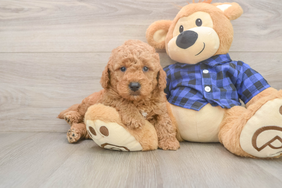 Mini Goldendoodle Puppy for Adoption