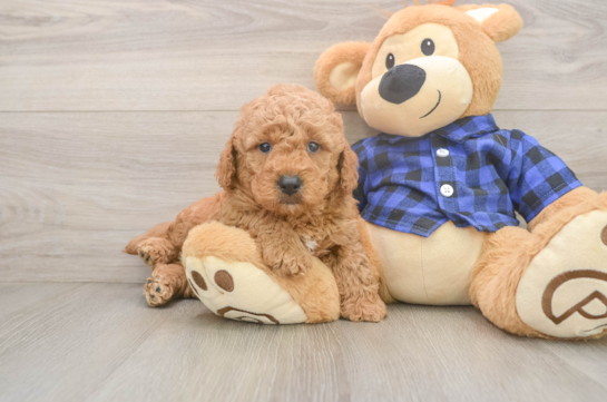 Mini Goldendoodle Puppy for Adoption