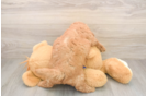 Small Mini Goldendoodle Baby