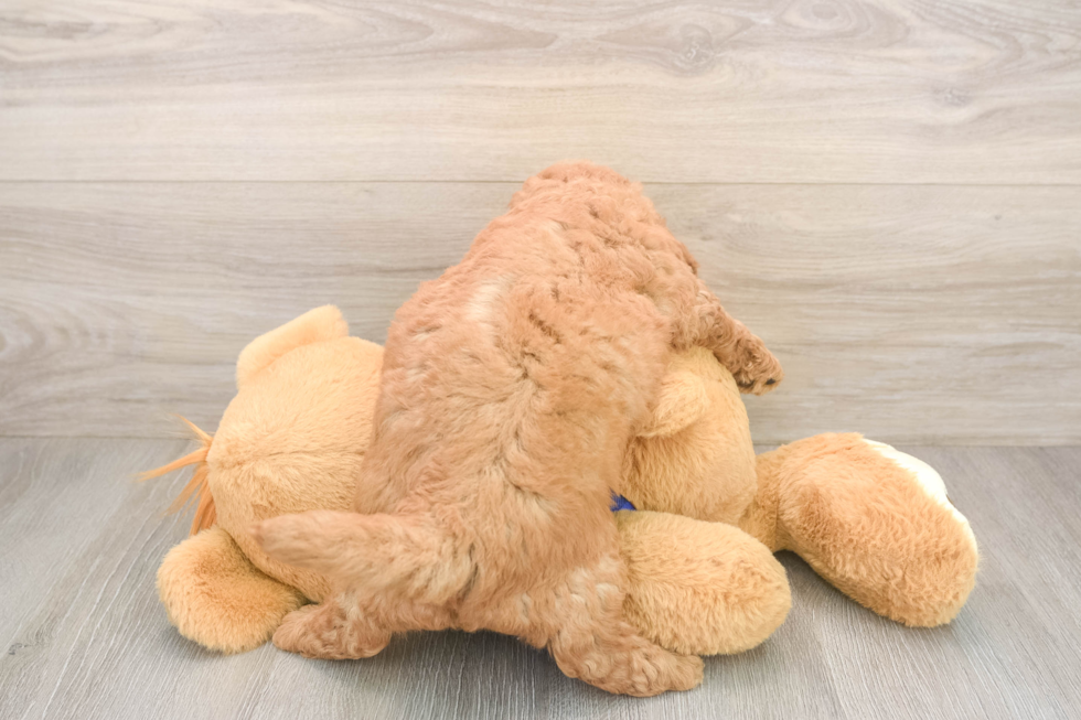 Small Mini Goldendoodle Baby