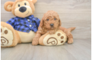 Mini Goldendoodle Pup Being Cute