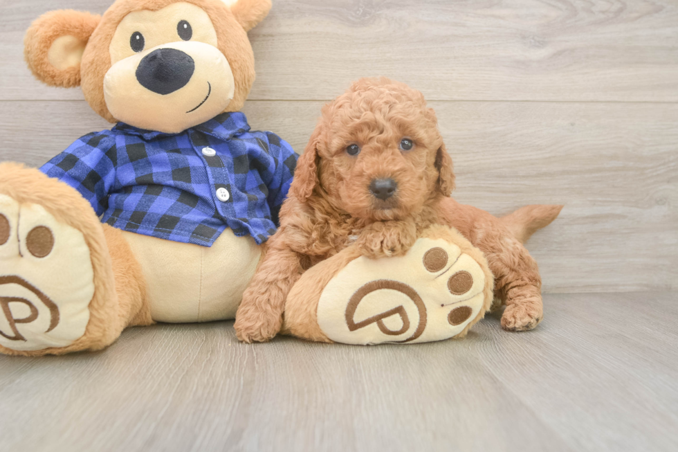 Mini Goldendoodle Pup Being Cute