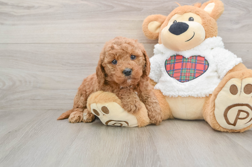 5 week old Mini Goldendoodle Puppy For Sale - Windy City Pups
