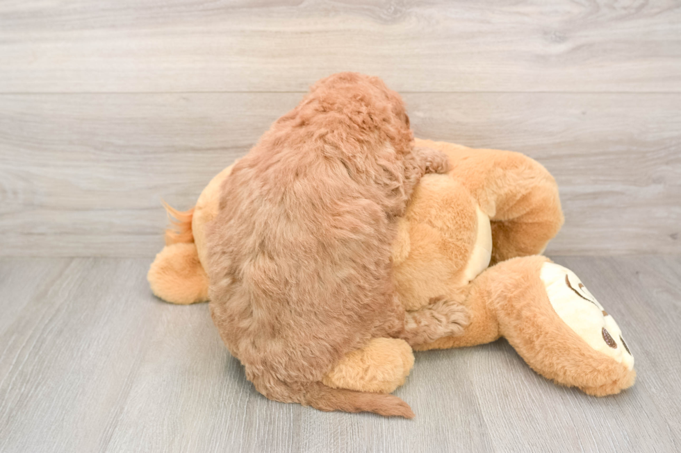 Mini Goldendoodle Pup Being Cute
