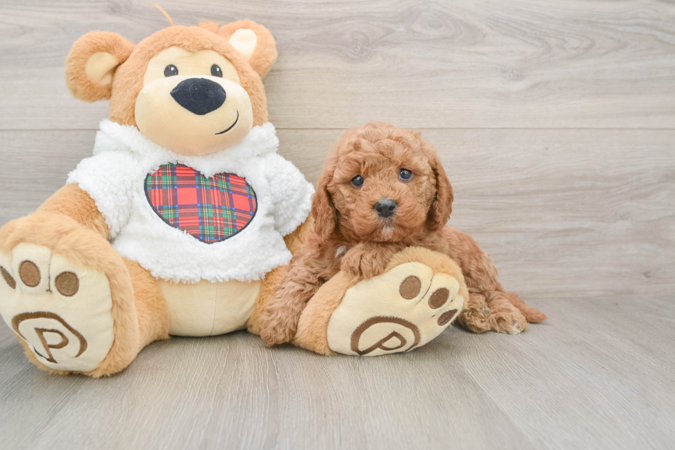 Smart Mini Goldendoodle Poodle Mix Pup