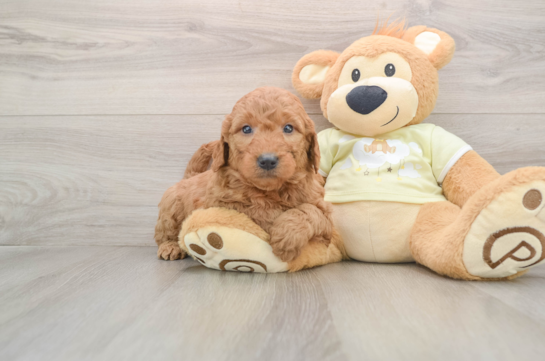 Mini Goldendoodle Puppy for Adoption