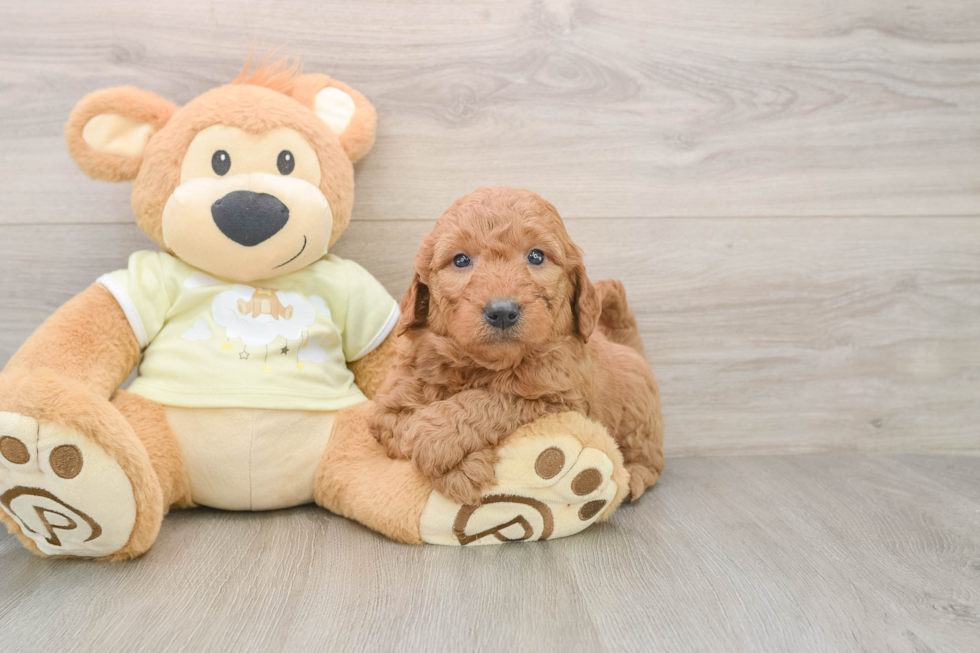 Sweet Mini Goldendoodle Baby