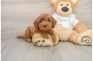 Energetic Golden Doodle Poodle Mix Puppy