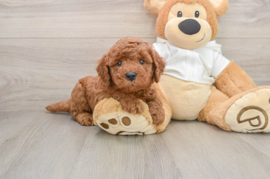 Energetic Golden Doodle Poodle Mix Puppy