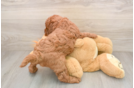 Cute Mini Goldendoodle Baby
