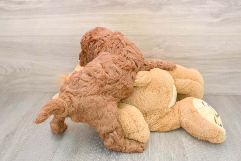 Cute Mini Goldendoodle Baby