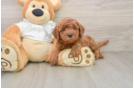 Little Mini Goldenpoo Poodle Mix Puppy