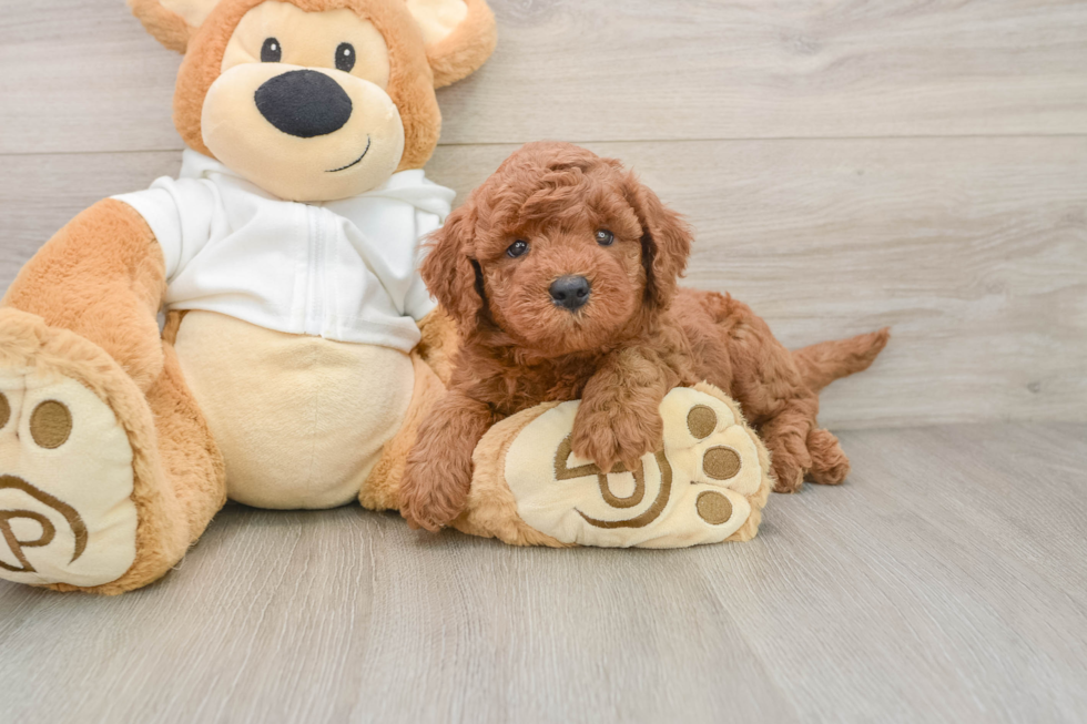 Little Mini Goldenpoo Poodle Mix Puppy
