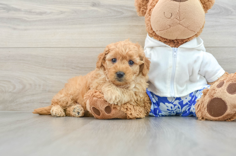 6 week old Mini Goldendoodle Puppy For Sale - Windy City Pups